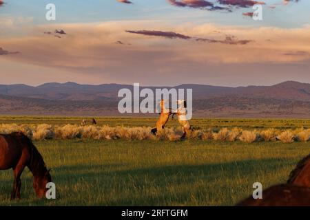 Mono County, Kalifornien. 22. Juli 2023. Seitenansicht von zwei wilden Pferden, die auf ihren Hinterbeinen kämpfen. Stockfoto