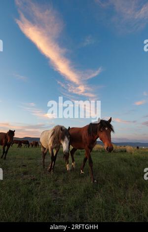 Mono County, Kalifornien. 22. Juli 2023. Blick von der Seite auf wilde Pferde, die von der späten Nachmittagssonne auf einer Weide östlich von Mono Lake, Kalifornien, erstrahlt werden. Stockfoto