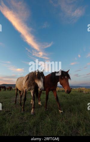 Mono County, Kalifornien. 22. Juli 2023. Blick von der Seite auf wilde Pferde, die von der späten Nachmittagssonne auf einer Weide östlich von Mono Lake, Kalifornien, erstrahlt werden. Stockfoto