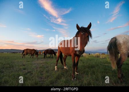 Mono County, Kalifornien. 22. Juli 2023. Blick von der Seite auf wilde Pferde, die von der späten Nachmittagssonne auf einer Weide östlich von Mono Lake, Kalifornien, erstrahlt werden. Stockfoto