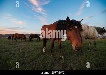 Mono County, Kalifornien. 22. Juli 2023. Blick von der Seite auf wilde Pferde, die von der späten Nachmittagssonne auf einer Weide östlich von Mono Lake, Kalifornien, erstrahlt werden. Stockfoto