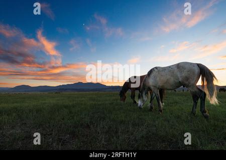 Mono County, Kalifornien. 22. Juli 2023. Blick von der Seite auf wilde Pferde, die von der späten Nachmittagssonne auf einer Weide östlich von Mono Lake, Kalifornien, erstrahlt werden. Stockfoto