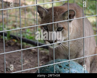 Louisburg, Kansas - 5. August 2023: Cedar Cove Feline Conservation & Education Center Stockfoto