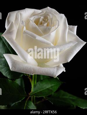 Rote und weiße und weiße Rosen mit grünen Blättern auf einem dunklen und geheimnisvollen Hintergrund. Eine der roten und weißen Rosen ist in einer verdrehten, klaren Vase. Stockfoto