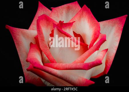 Rote und weiße und weiße Rosen mit grünen Blättern auf einem dunklen und geheimnisvollen Hintergrund. Eine der roten und weißen Rosen ist in einer verdrehten, klaren Vase. Stockfoto
