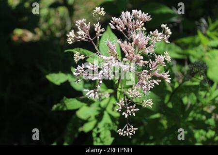 Joe Pye Unkrautfloreszenz-Nahaufnahme bei Somme Woods in Northbrook, Illinois Stockfoto