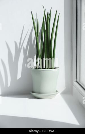 Wunderschöne Topfpflanze sansevieria cylindrica auf Fensterbank drinnen Stockfoto