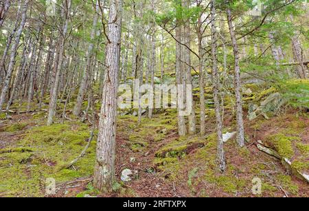 Flechten, Moos und Bäume auf einem Hügel bei Skagway, Alaska Stockfoto