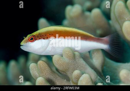 Sommerfisch, Paracirrhites forszzi, Leather Coral, Sinularia sp., Avalanche-Tauchplatz, Nyata Island, nahe Alor, Indonesien Stockfoto