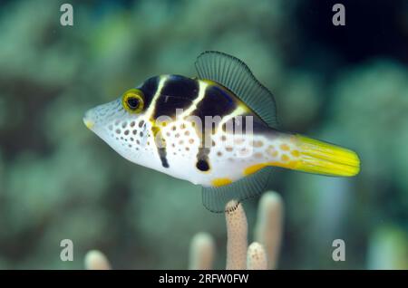 Imitiert Filefish, Paraluteres prionurus, der den hochgiftigen Pufferfisch mit Sattel Puffer nachahmt, Canthigaster valentini, Tanjung Muara Tauchplatz, S. Stockfoto