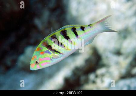 Sixbar Wrasse, Thalassoma hardwicke, Beacon Slope Dive Site, Nyata Island, nahe Alor, Indonesien Stockfoto