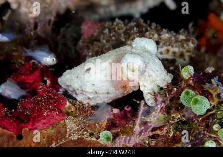 Stumpy-Spinning Cuttlefish, Sepia bandensis und kleine Fiah, Coral Clif Tauchplatz, Alor, Indonesien Stockfoto