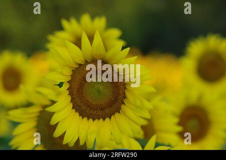 Sonnenblumen blühen im Sommer in der McKee-Beshers Wildlife Management Area in Poolesville, Maryland. Stockfoto