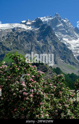 La Grave La Meije Ski-Resort abseits der Pisten, einzigartig in den Alpen mit einzeln gepflegtem Abhang auf dem Gletscher, Freeride, Blick auf den Gipfel La Meije, Massif des Ecrins, H Stockfoto