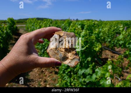 Probe von Boden, Feuerstein, Weinbergen der Pouilly-Fume-Appellation, Herstellung von trockenem Weißwein aus sauvignon Blanc Trauben, die auf verschiedenen Arten von wachsen Stockfoto