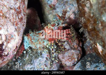 Marmorierte Garnelen, Saron sp, Nachttauchen, Scuba Seraya Beach Resort House Reef, Karangasem, Bali, Indonesien Stockfoto