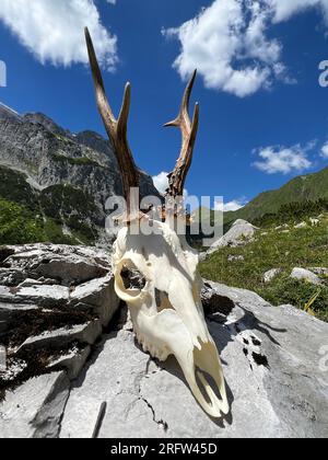 Das Stilleben eines Rosengeweihers in den alpen Montafons (Gauertal, Vorarlberg). Stockfoto