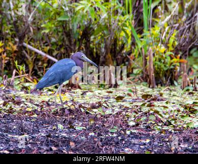 Dreifarbige Reiher watend in einem Sumpf auf der Suche nach Beute. Stockfoto