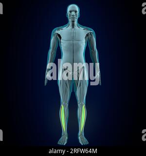 Männliche menschliche Grazilen, Lliopsoen, sartorius, Pectineus, Rectus femoris Muskeln, Anatomiesystem. 3D Abbildung Stockfoto