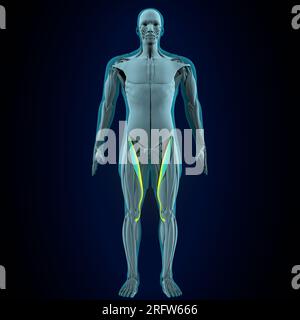 Männliche menschliche Grazilen, Lliopsoen, sartorius, Pectineus, Rectus femoris Muskeln, Anatomiesystem. 3D Abbildung Stockfoto