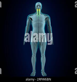 Männliche menschliche Grazilen, Lliopsoen, sartorius, Pectineus, Rectus femoris Muskeln, Anatomiesystem. 3D Abbildung Stockfoto