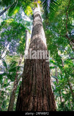 Fraser Island und riesige uralte Satinay Hartholzbäume (Syncarpia hilii) im Regenwald Pile Valley, K'gari, Queensland, Australien Stockfoto