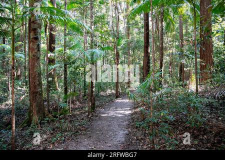 Fraser Island und riesige uralte Satinay Hartholzbäume (Syncarpia hilii) im Regenwald Pile Valley, K'gari, Queensland, Australien Stockfoto