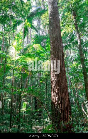 Fraser Island und riesige uralte Satinay Hartholzbäume (Syncarpia hilii) im Regenwald Pile Valley, K'gari, Queensland, Australien Stockfoto