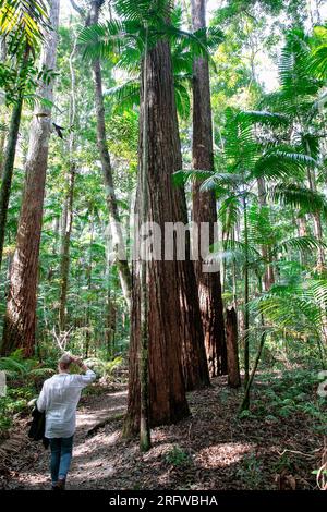 Satinay Trees auf Fraser Island, Model freigegebene Frau geht zu den riesigen alten Bäumen im Wald, Queensland, Australien, K'gari Stockfoto