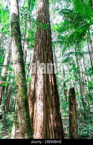 Fraser Island und riesige uralte Satinay Hartholzbäume (Syncarpia hilii) im Regenwald Pile Valley, K'gari, Queensland, Australien Stockfoto