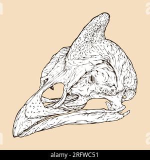 Helmte Guineafowl-Schädelkopfvektordarstellung Stock Vektor