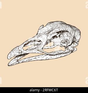 putenschädelkopfvektordarstellung Stock Vektor