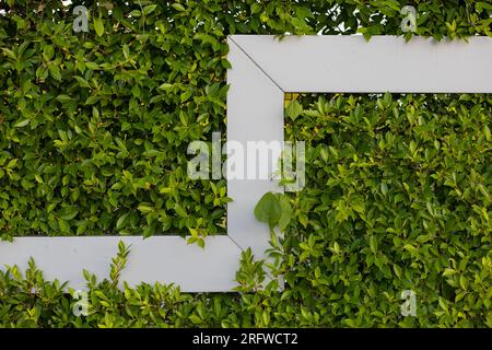 Grüne Graswandstruktur für Hintergrunddesign und umweltfreundliche Wand und gestanzte Kunst. Stockfoto