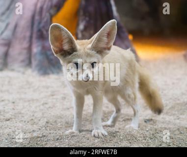 fennek Fox (Vulpes zerda) ist ein kleiner Fuchs in der Sahara Stockfoto