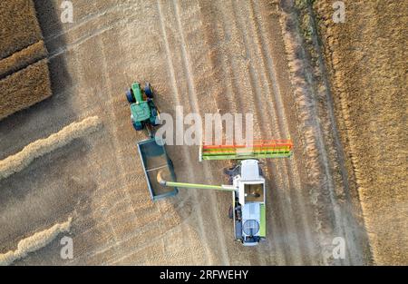 Im Sommer Gerstenernte bei Ripon, North Yorkshire, Großbritannien. Stockfoto