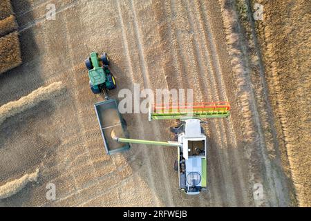 Im Sommer Gerstenernte bei Ripon, North Yorkshire, Großbritannien. Stockfoto
