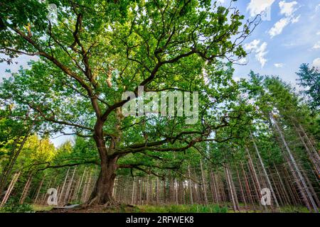 Üppig und grün die Eiche von Paavola (Paavolan Tami) - große, alte und berühmte Eiche in Lohja, Finnland, an einem sonnigen Tag im Sommer. Stockfoto