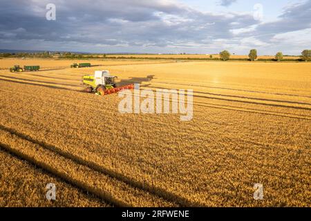 Im Sommer Gerstenernte bei Ripon, North Yorkshire, Großbritannien. Stockfoto
