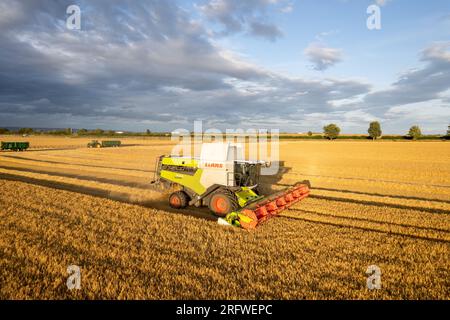 Im Sommer Gerstenernte bei Ripon, North Yorkshire, Großbritannien. Stockfoto
