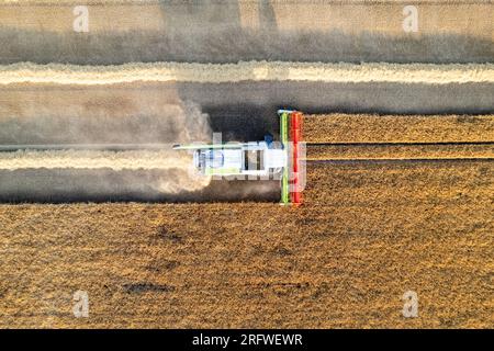 Im Sommer Gerstenernte bei Ripon, North Yorkshire, Großbritannien. Stockfoto