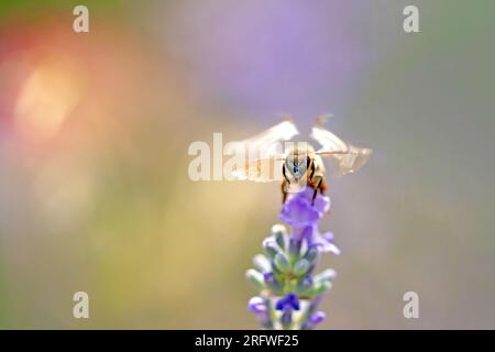 Nahaufnahme des Kopfes der Biene, der auf einer Lavendelblume landet. Horizontal. Stockfoto