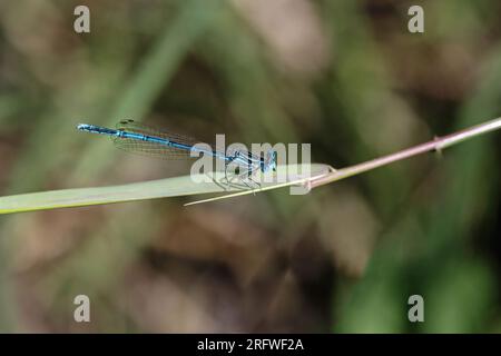 Weiße Schnecken (Platycnemis pennipes) stehen auf dem Grashalm. Horizontal. Stockfoto