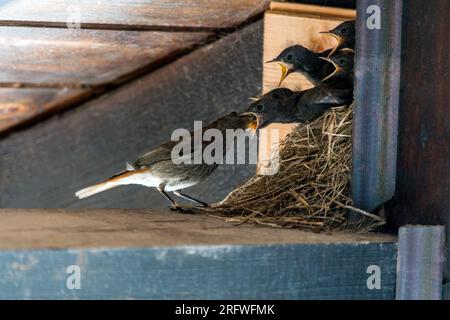 Ein Nest neugeborener Vögel. Elternteil, der den Kleinen, die sich selbst ernähren wollen, Nahrung in den Mund bringt, indem er den Mund weit öffnet. Die Natur Stockfoto