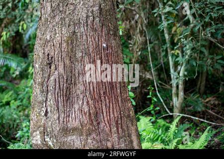 Alter Baum mit frischen Tigerspuren auf einem Baumstamm, Spuren von Tigerkrallen auf der Rinde eines Baumes im Kaziranga-Nationalpark im indischen Bundesstaat Assam Stockfoto