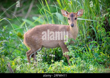 Hog Deer (Axis Porcinus) stehend im Gras, Kaziranga National Park, Assam, Indien Stockfoto