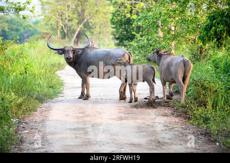 Wilder asiatischer Wasserbüffel (Bubalus arnee) mit Jungen, die die unbefestigte Straße im Kaziranga-Nationalpark, Indien, überqueren Stockfoto