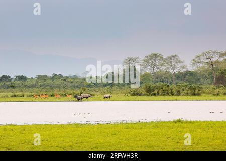 Indische Nashörner oder größere einhörnige Nashörner, am Ufer eines Sees im Kaziranga-Nationalpark im indischen Bundesstaat Assam Stockfoto