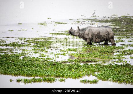 Wunderschönes indisches Nashorn oder ein großes einhörniges Nashorn, entspannen Sie sich in einem kleinen Teich im Kaziranga-Nationalpark im indischen Bundesstaat Assam Stockfoto