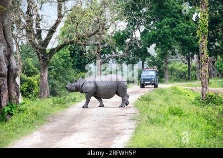 Wunderschönes indisches Nashorn oder ein großes einhörniges Nashorn, das im Kaziranga-Nationalpark im indischen Bundesstaat Assam eine Straße mit Touristen in einem Auto überquert Stockfoto