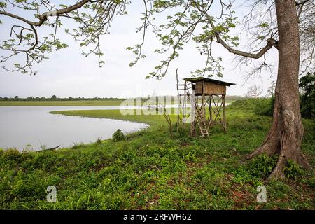 Wunderschöne Landschaft des Kaziranga Nationalparks in Assam in Indien, hölzerner Wachturm in der Nähe eines Sees und eines Waldes, Indien Stockfoto